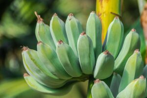 Saiba como fazer farinha da casca de banana-verde para o emagrecimento