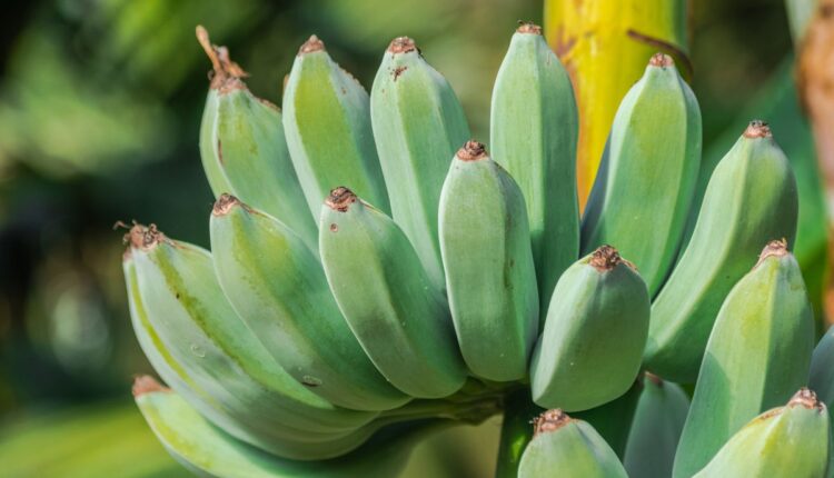 casca de banana-verde