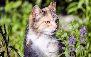 Saiba como plantar catnip em casa e faça a alegria do seu gato