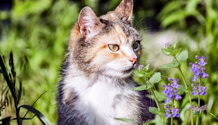 como plantar catnip em casa