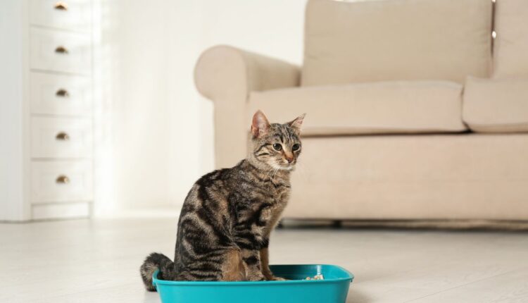 melhor areia para gato