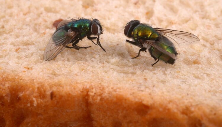 moscas na cozinha
