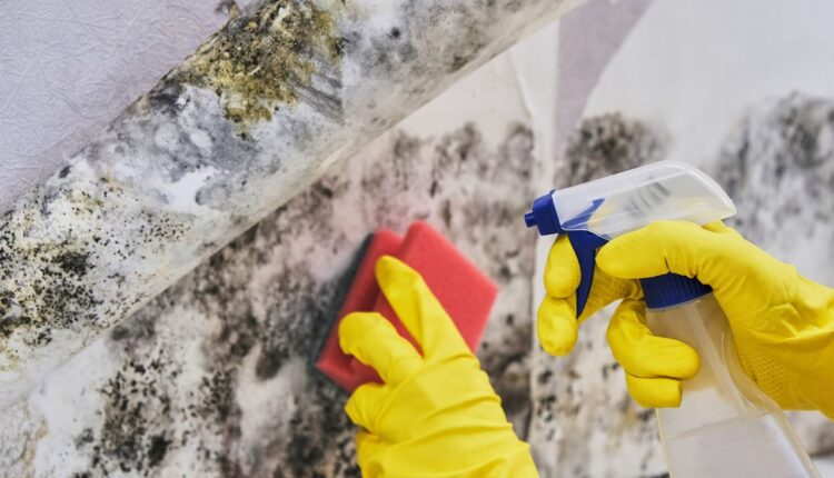 tira mofo da parede caseiro