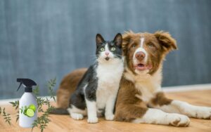 Desinfetante caseiro de limão: tira cheiro de urina de cachorro e gato e não faz mal